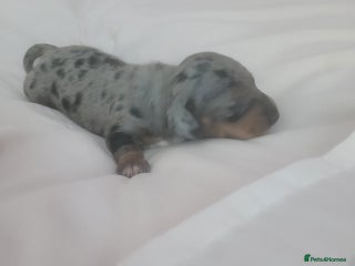 Miniature Dachshund dogs - Advert 1