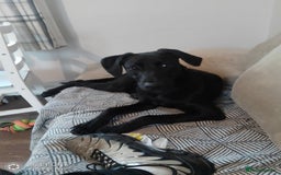 Mixed Breed dogs for sale: Rolo male Labrador x lurcher  - Advert 1
