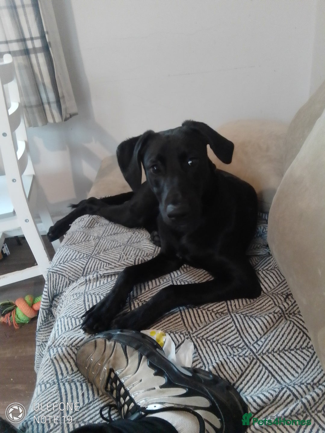 Mixed Breed dogs for sale: Rolo male Labrador x lurcher  - Advert 1