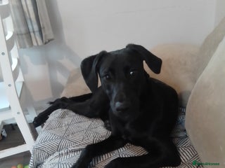 Mixed Breed dogs for sale: Rolo male Labrador x lurcher - Advert 1
