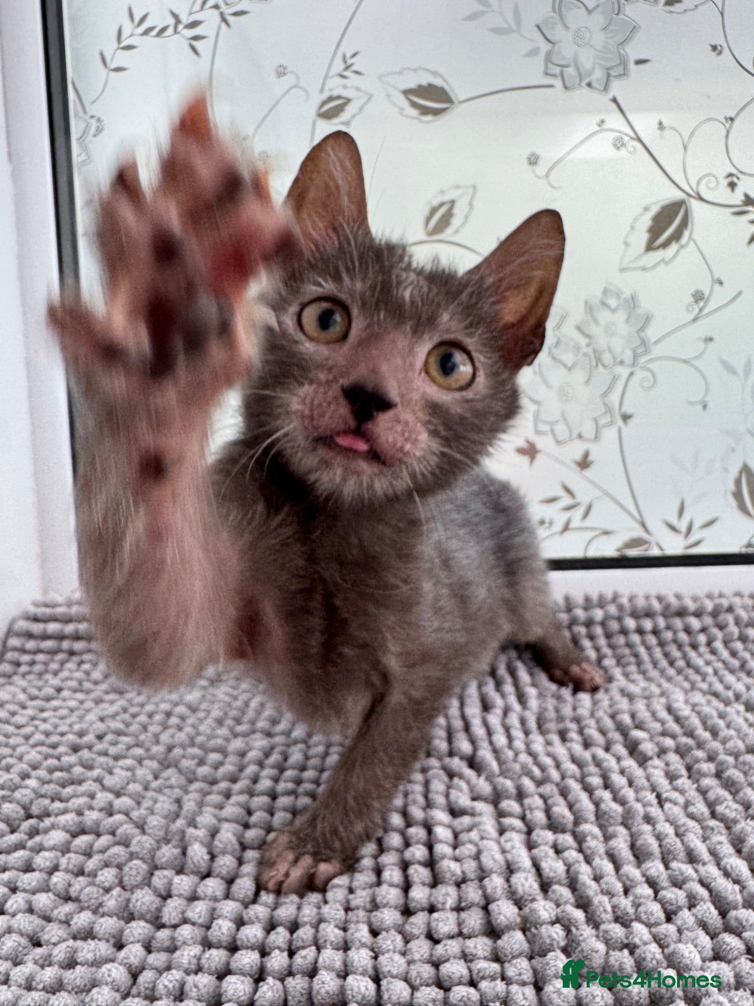 Lykoi cats Lykoi Kittens Ready Now  - Advert 1