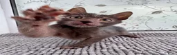 Lykoi cats for sale: Lykoi Kittens Ready Now  - Advert 5