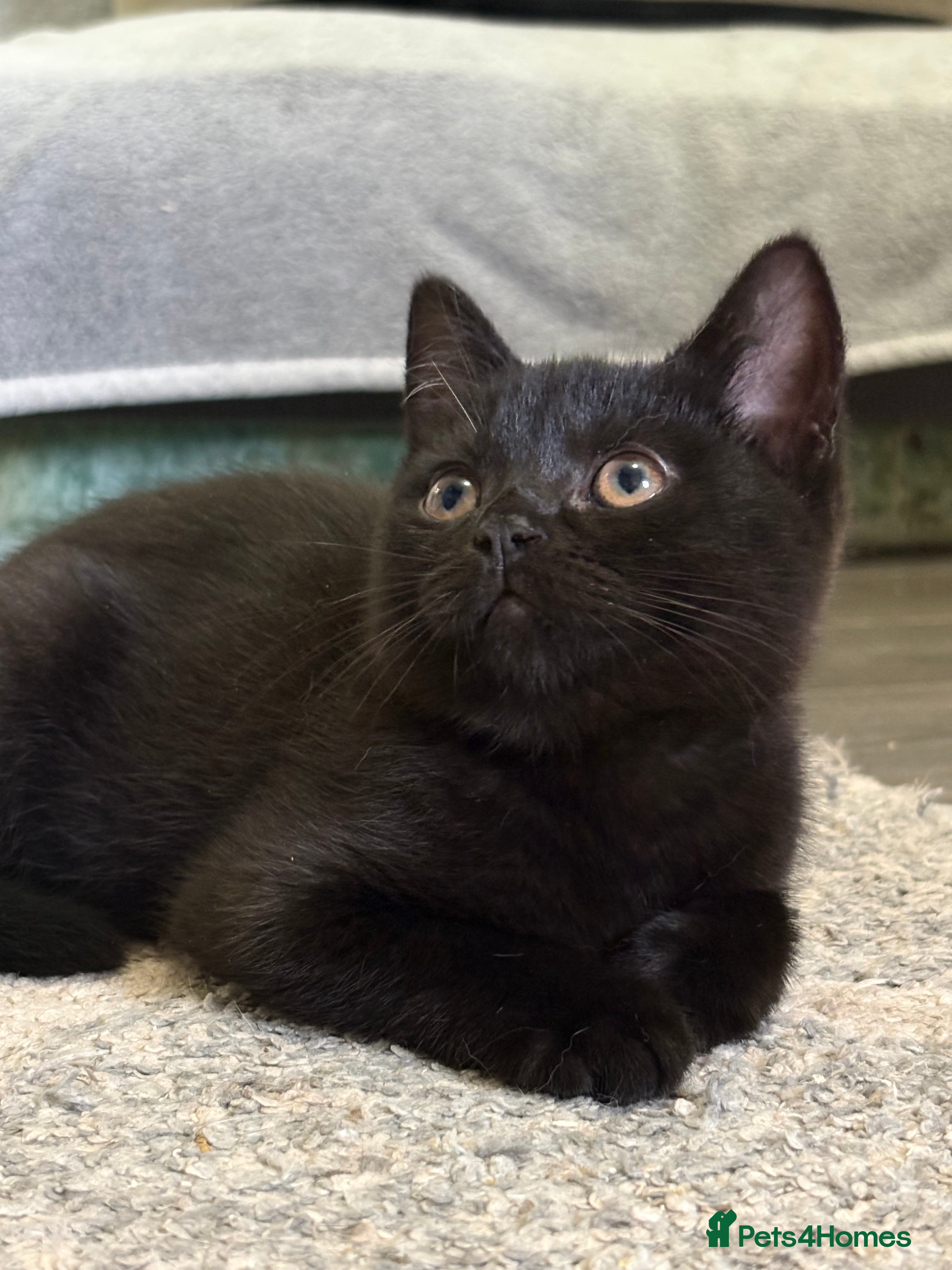 British Shorthair cats British shorthair kittens  - Advert 9