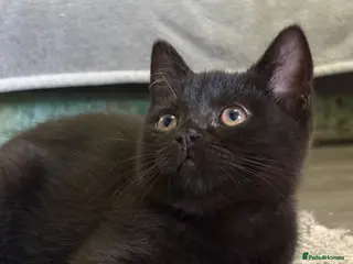 British Shorthair cats British shorthair kittens - Advert 9