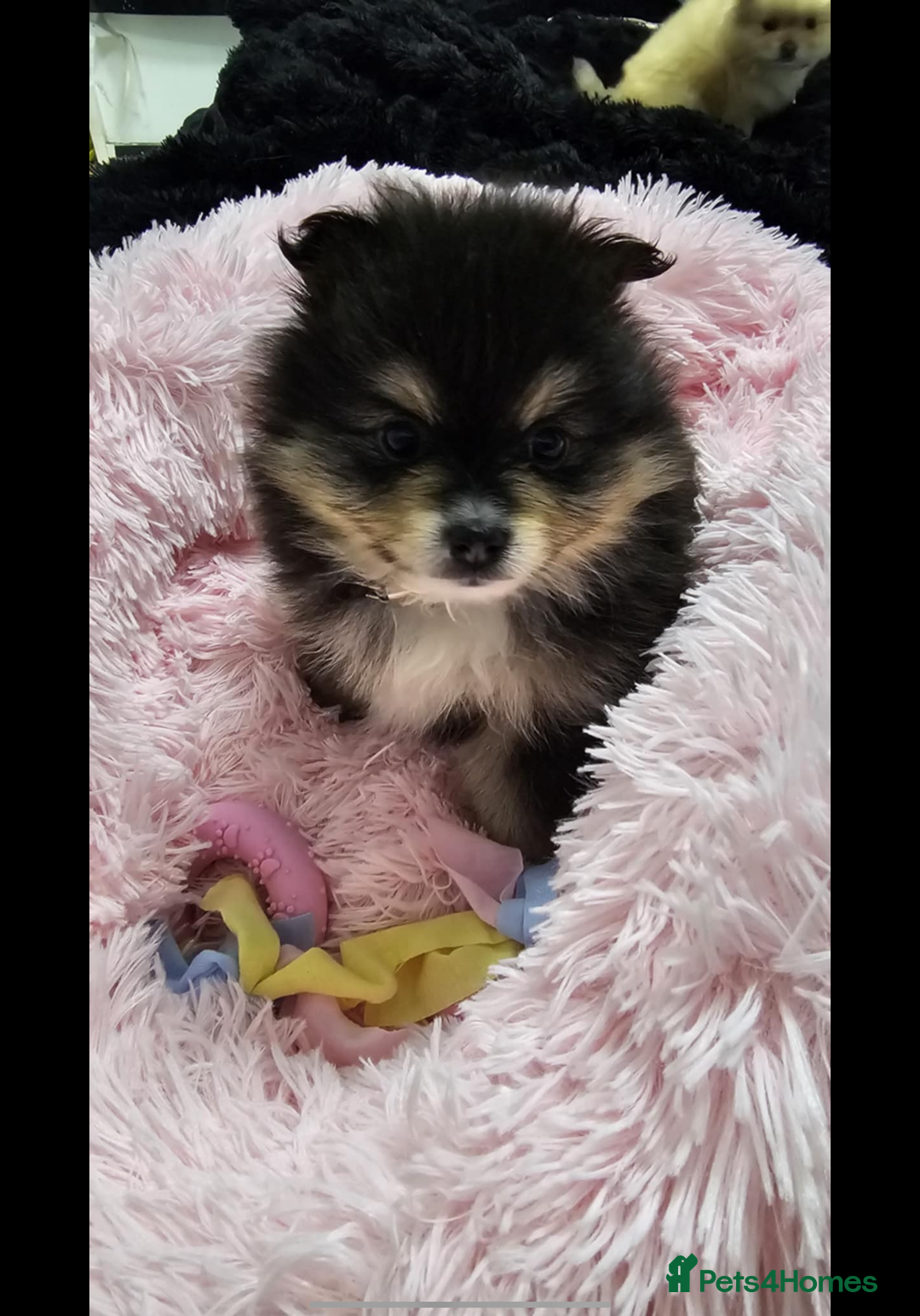 Pomeranian dogs for sale: Beautiful pom puppies -fully vaccinated  - Image 11