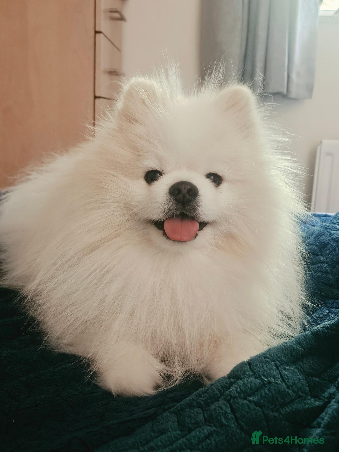 Pomeranian dogs Pomeranian For Stud Service - Advert 1