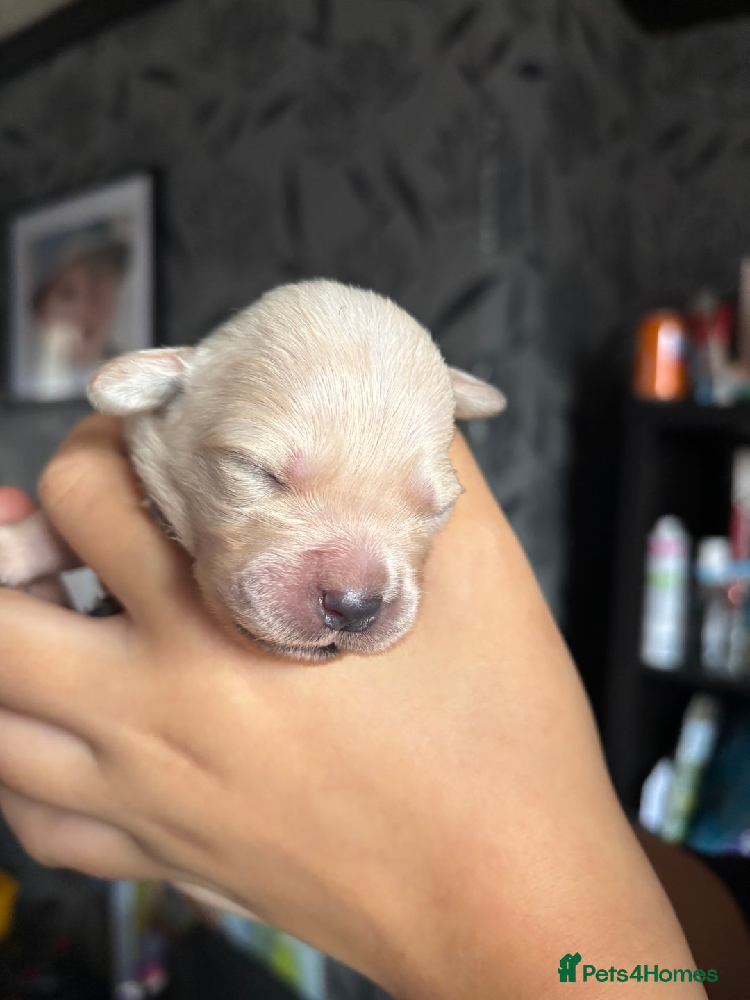 Goldador dogs for sale: Goldador puppies - Image 10