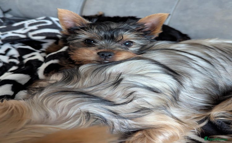 Yorkshire Terrier dogs - Advert 8