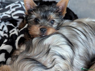 Yorkshire Terrier dogs - Advert 8