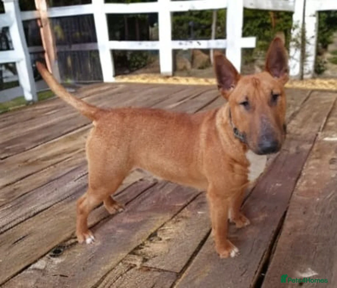 English Bull Terrier dogs for stud: Proven Bull Terrier studs x 2 - Advert 3