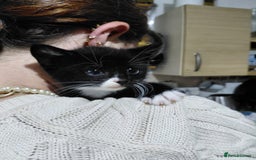 Mixed Breed cats for sale: 4 sweet ghost tabby tuxedo kittens - Image 1