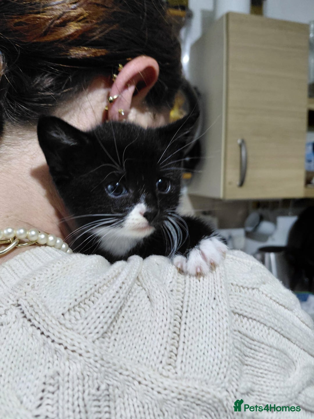Mixed Breed cats for sale: 4 sweet ghost tabby tuxedo kittens - Image 1