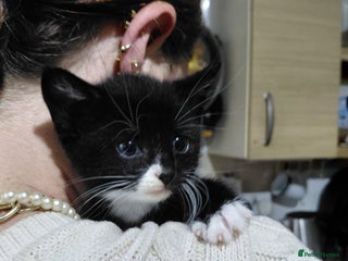 Mixed Breed cats - Advert 6