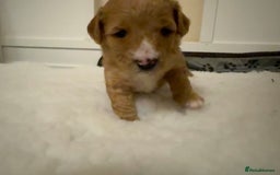 Australian Labradoodle dogs for sale: Australian Labradoodle  - Advert 7