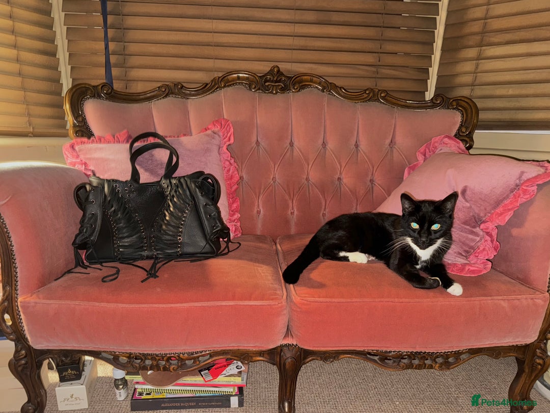 British Shorthair cats for sale: beautiful tuxedo cat - male  - Advert 3