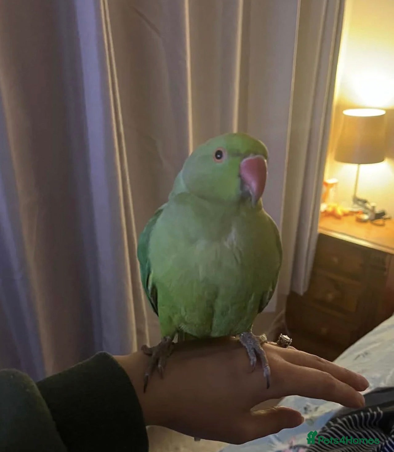 Parrots birds Indian ringneck female parrot - Advert 7