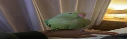 Parrots birds for sale: Indian ringneck female parrot - Advert 1