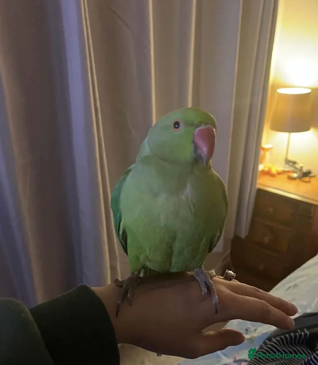 Parrots birds for sale: Indian ringneck female parrot - Advert 1