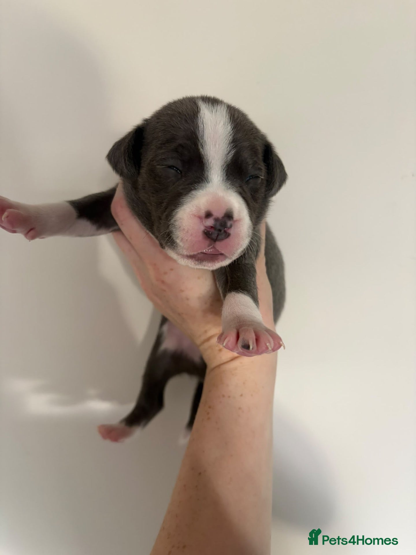 Staffordshire Bull Terrier dogs for sale: 10 Beautiful blue Staffordshire bull terrier pups - Advert 10