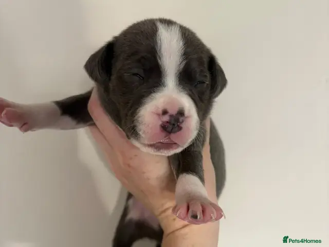 Staffordshire Bull Terrier dogs for sale: 10 Beautiful blue Staffordshire bull terrier pups - Advert 10