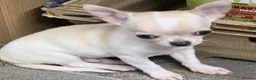 Chihuahua dogs for sale: Precious Paws, Bright Personalities—Chihuahuas in Manchester - Advert 3