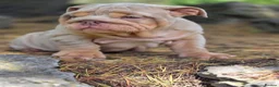 English Bulldog dogs for sale: Mr Muscles litter English Bulldogs - Advert 15