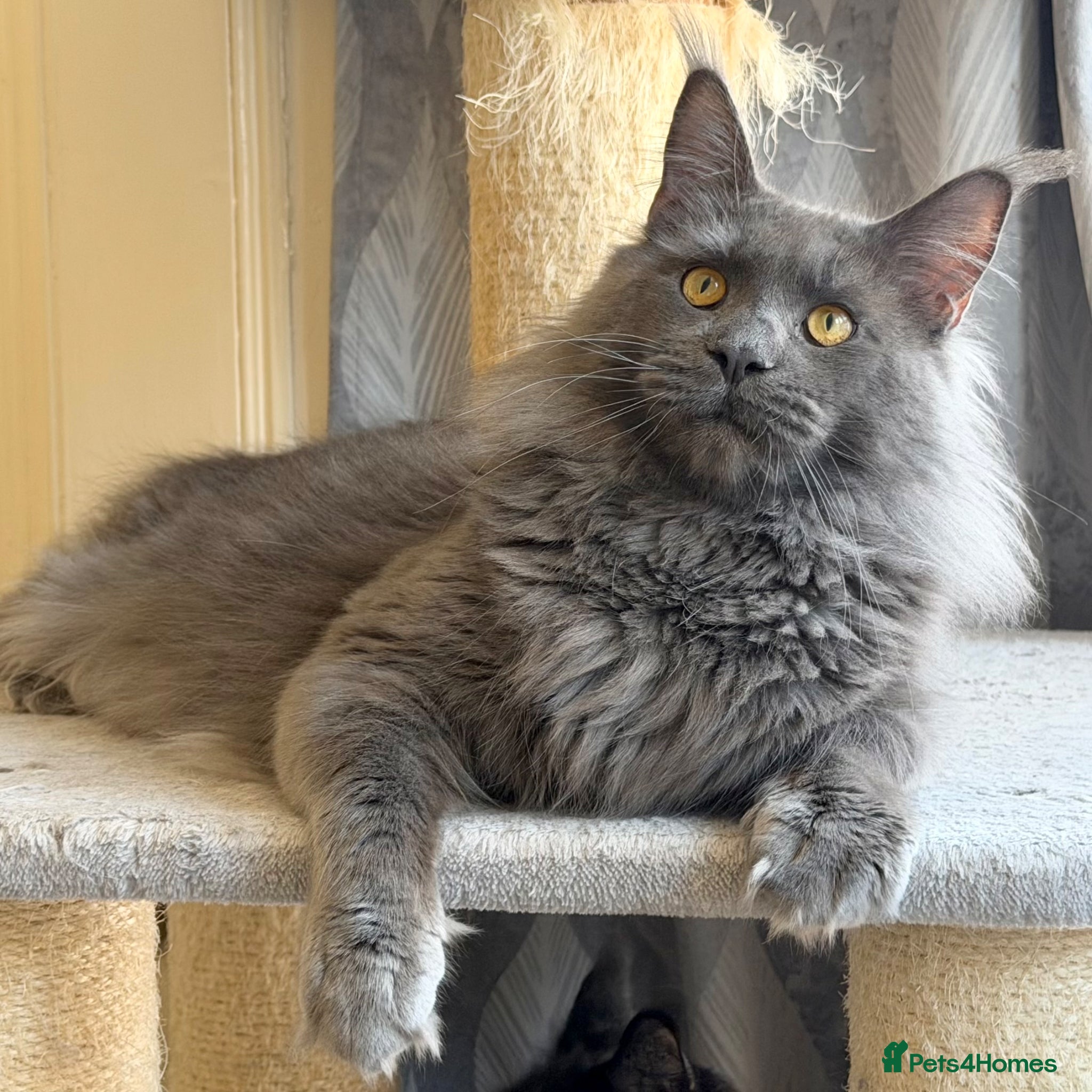 Maine Coon cats TICA Registered Active - Blue Smoke - Advert 9
