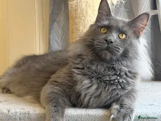 Maine Coon cats TICA Registered Active - Blue Smoke - Advert 9