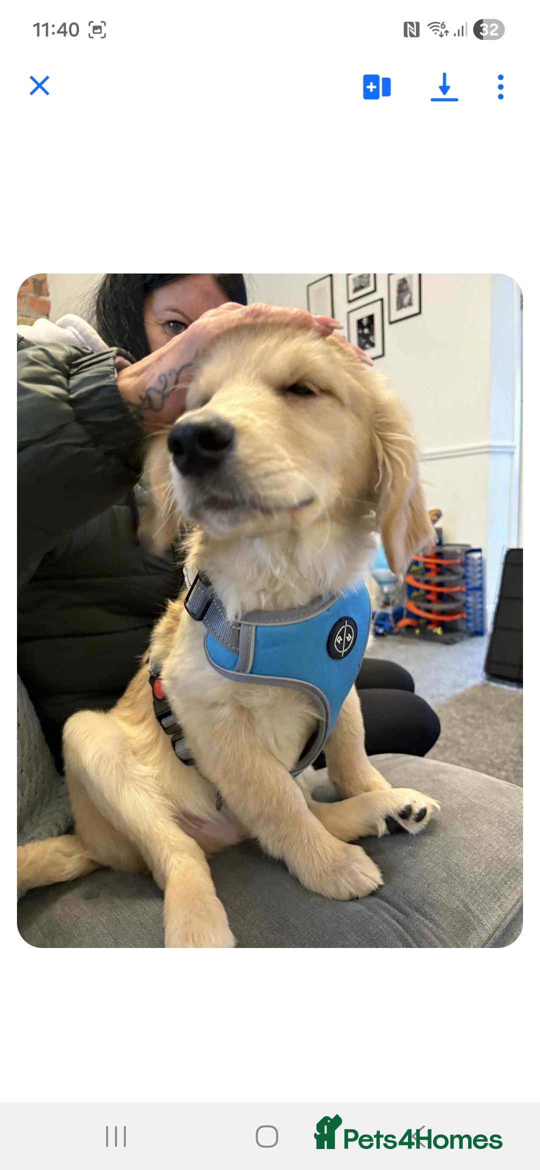 Golden Retriever dogs for sale: Max golden retriever - Advert 2