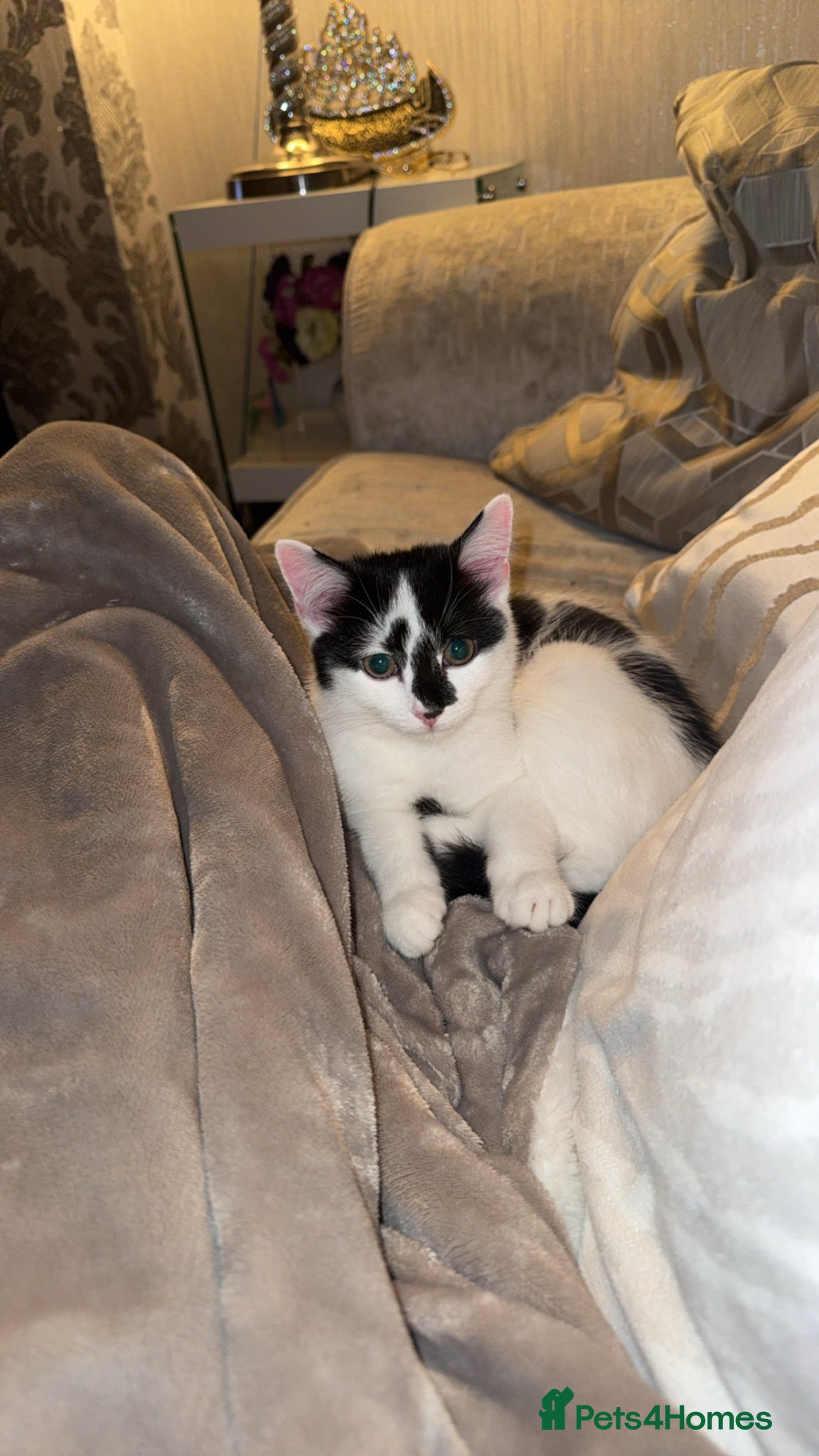 Domestic Shorthair cats Black & White Tuxedo Domestic Shorthair  - Advert 1