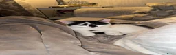 Domestic Shorthair cats for sale: Black & White Tuxedo Domestic Shorthair  in Rochdale - Advert 1