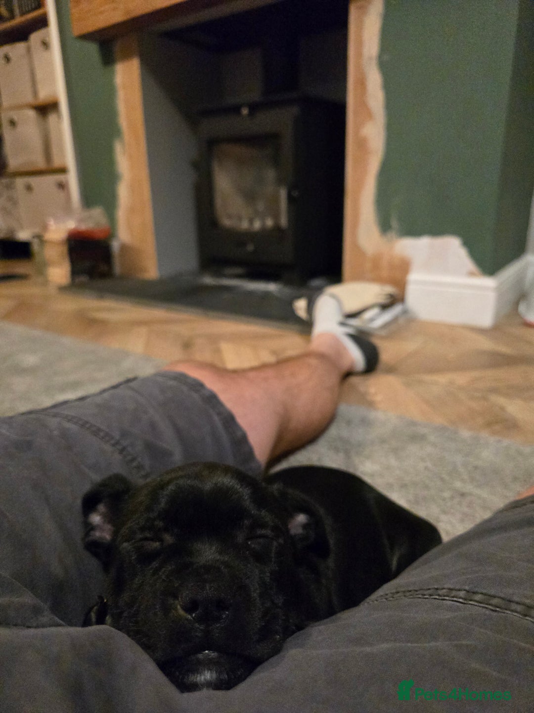 Staffordshire Bull Terrier dogs for sale: Staffordshire Bull Terrier Black Female  - Image 5