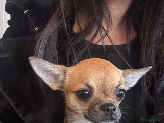 Chihuahua dogs - Advert 4