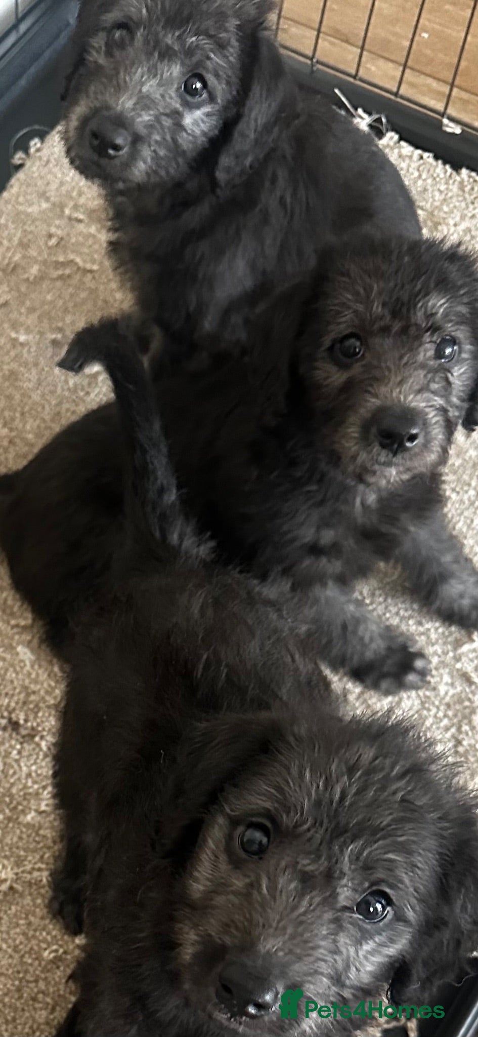 Mixed Breed dogs Bedlington whippets - Advert 2