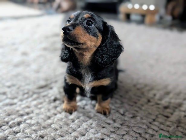 Miniature Dachshund dogs - Advert 7