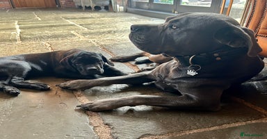 Cane Corso dogs in Newark - Advert 10