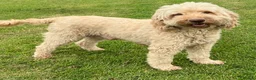 Double Doodle dogs for sale: Stunning litter of Australian Double Doodles - Advert 23
