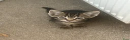 Mixed Breed cats for sale: Norwegian forest cat kittens  in Monmouth - Advert 2