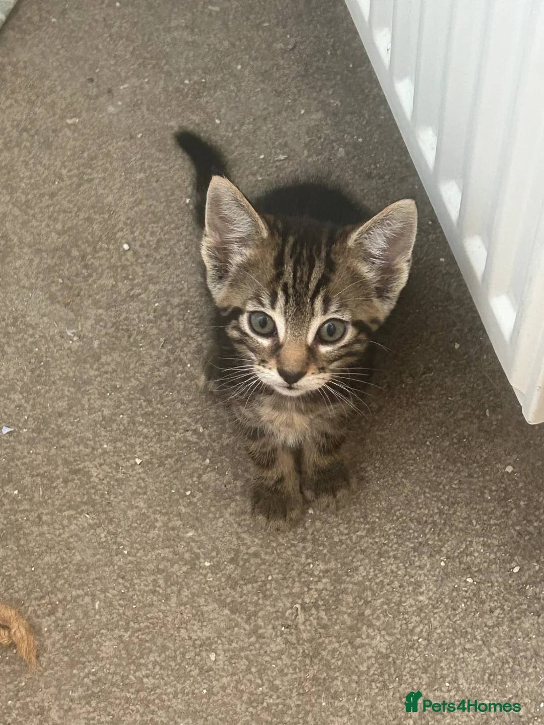 Mixed Breed cats for sale: Norwegian forest cat kittens  in Monmouth - Advert 2
