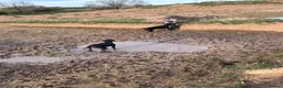 Dobermann dogs for sale: Doberman and German short haired pointer  - Advert 13