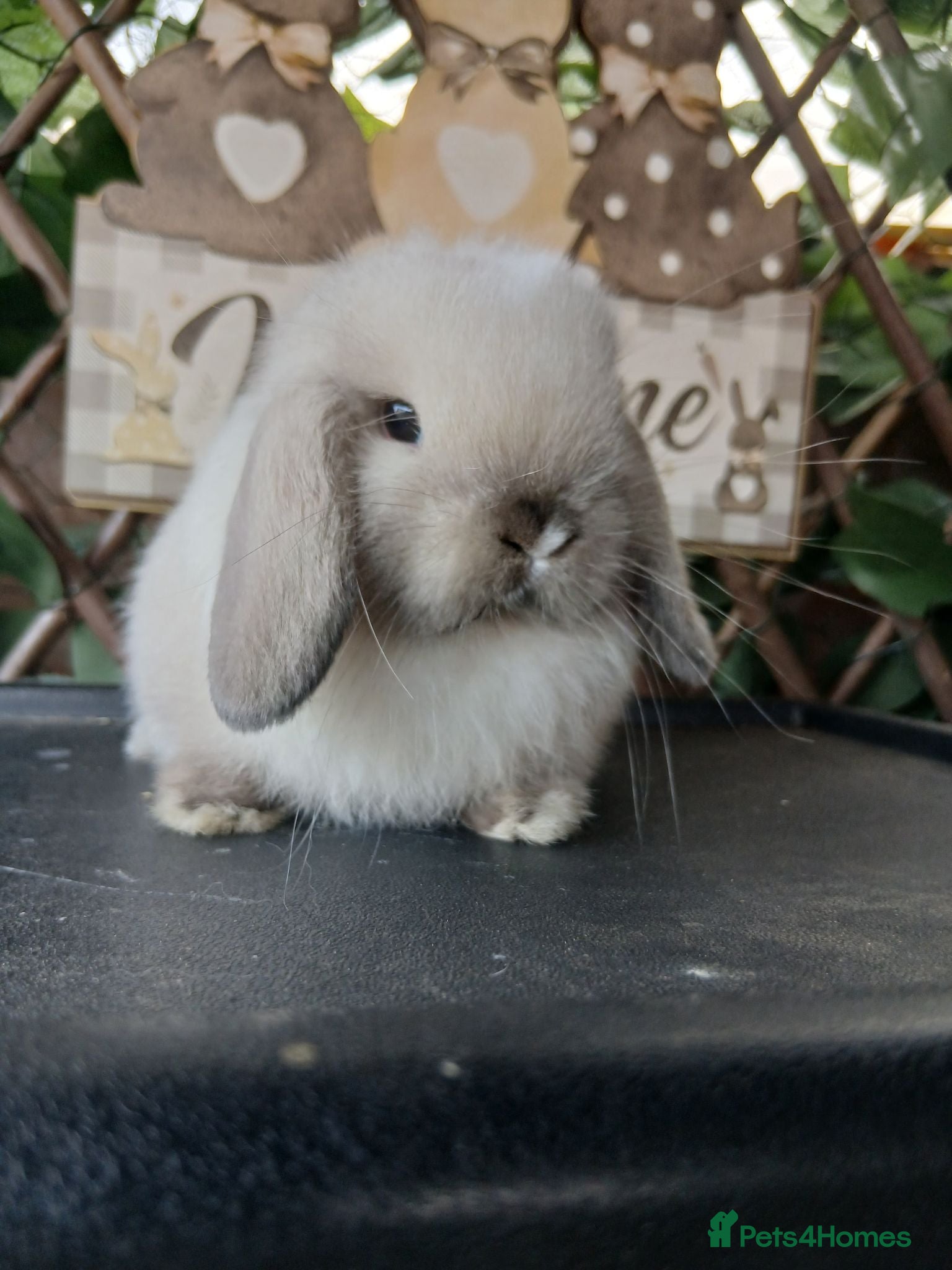 Mini Lop rabbits Beautiful purebred mini lop babies - Advert 1
