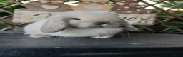 Mini Lop rabbits for sale: (ON HOLD) Beautiful purebred mini lop babies - Advert 1
