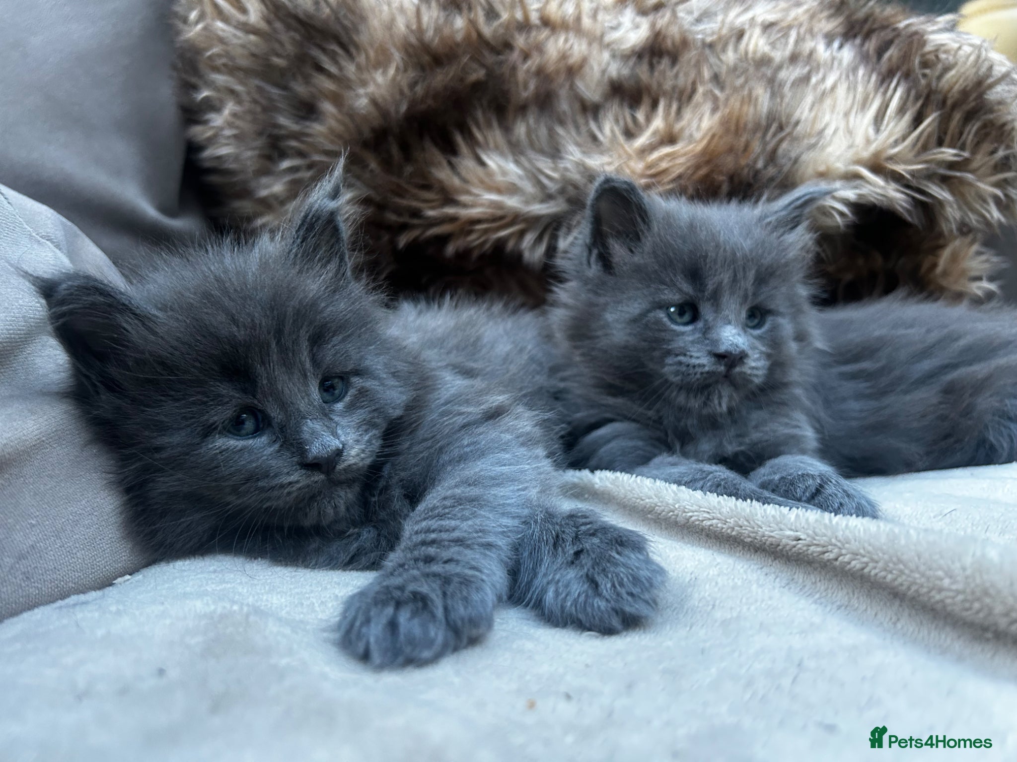 Maine Coon cats Extraordinary Chunky Maine Coon Boys- Rare Quality - Advert 1