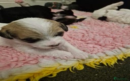 Mixed Breed dogs for sale: Stunning maltipoo x pug puppies  - Advert 6