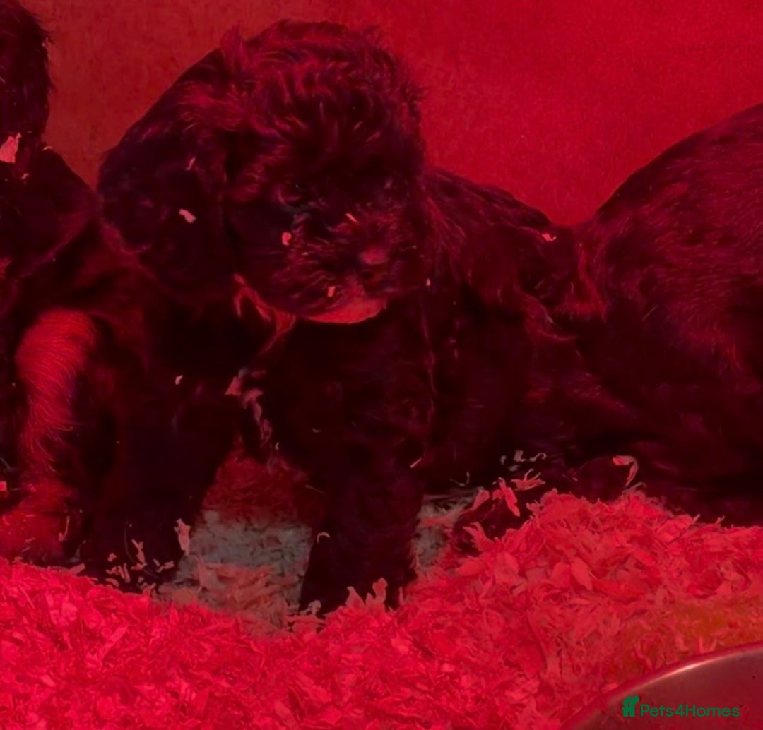 Cavapoo dogs for sale: Ready to leave! Top Class Cavapoo puppies.  - Advert 6