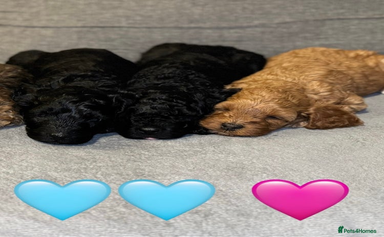 Mixed Breed dogs - Advert 10