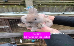 Netherland Dwarf rabbits for sale: Netherlands dwarf rabbits  - Advert 5