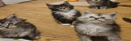 Maine Coon cats for sale: Tica Reg maine coon kittens - Advert 19