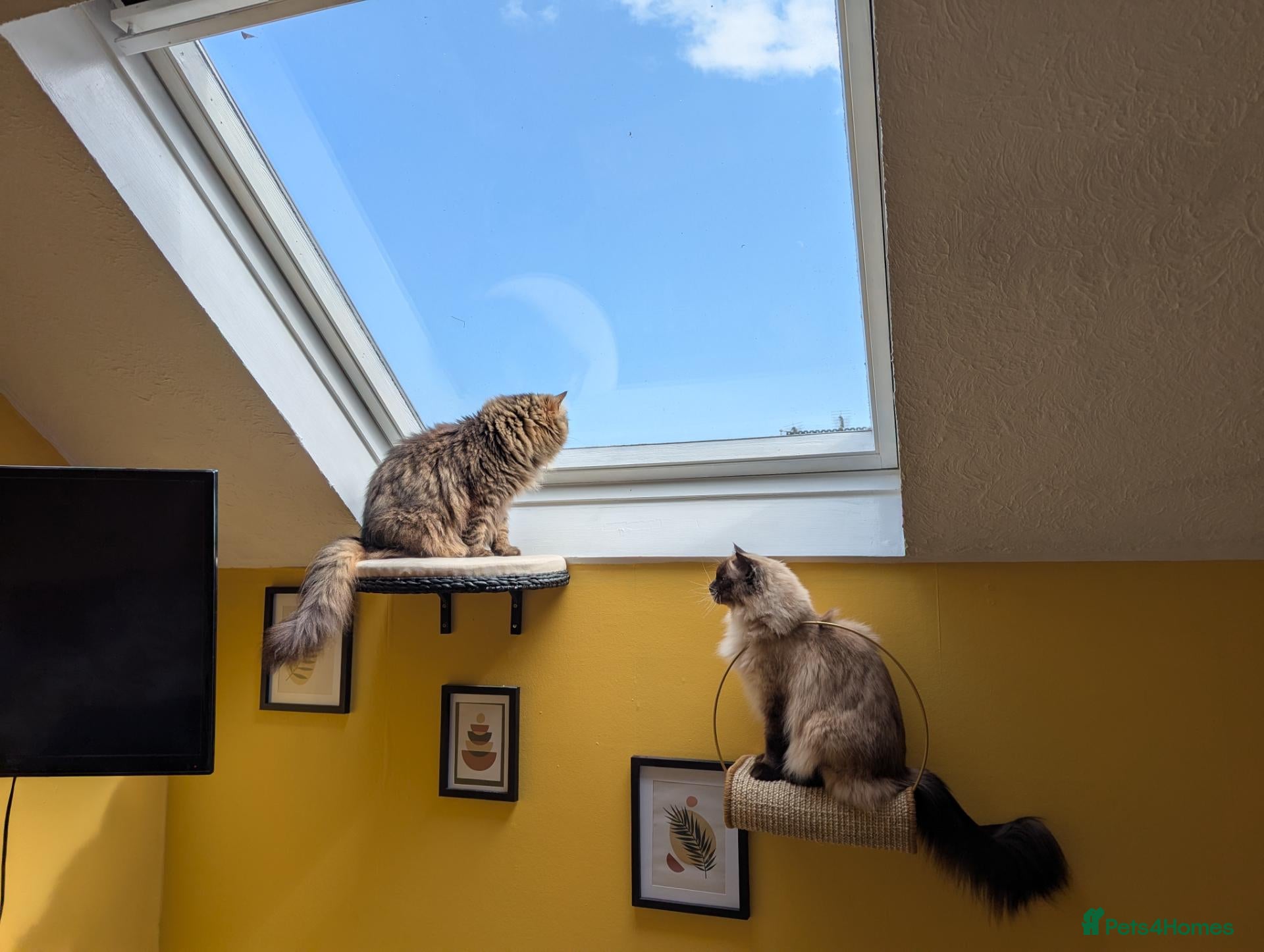 Ragdoll cats Bonded Ragdoll and Domestic Longhair - Advert 1