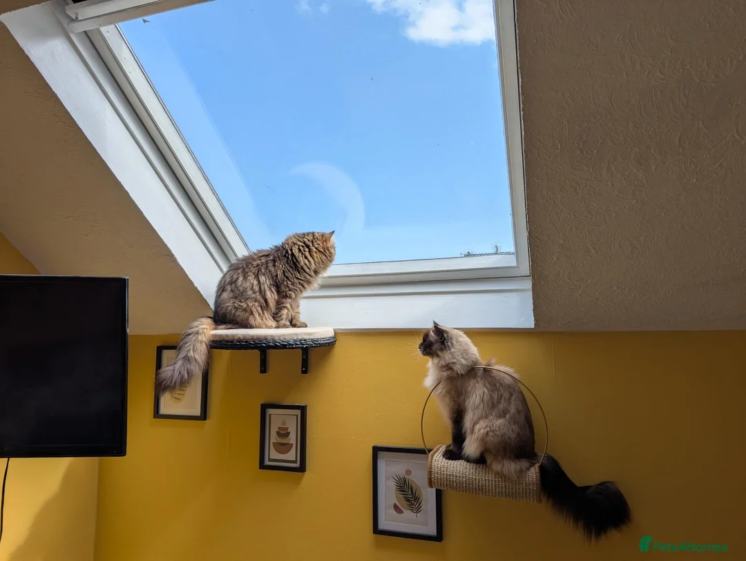 Ragdoll cats for sale: Bonded Ragdoll and Domestic Longhair in Exeter - Advert 1